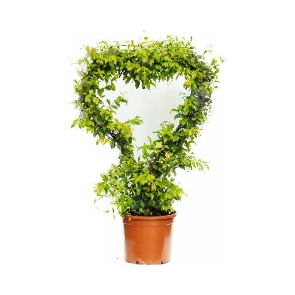 Işık Peyzaj Rhyncospermum Jasminoides – Arap Yasemini Sarmaşık Kalp Oto Boyaları Fiyatı