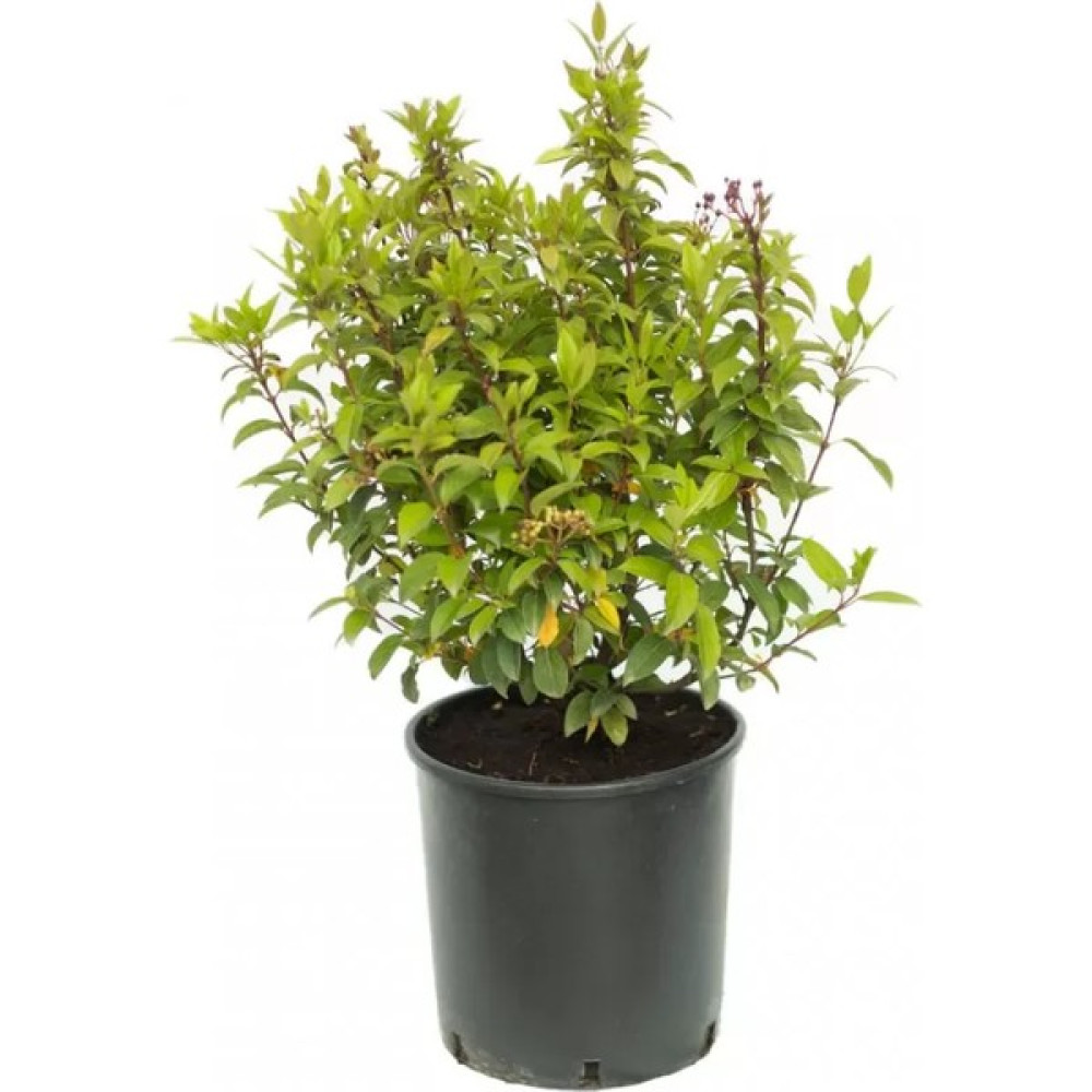 Işık Peyzaj Viburnum Tinus Quimper Herdem Yeşil Kartopu Oto Boyaları Fiyatı