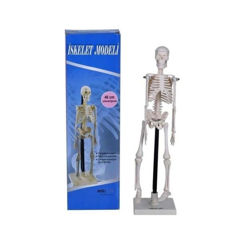 İskelet Modeli 46 cm Standlı Eğitici Oyuncak Fiyatı