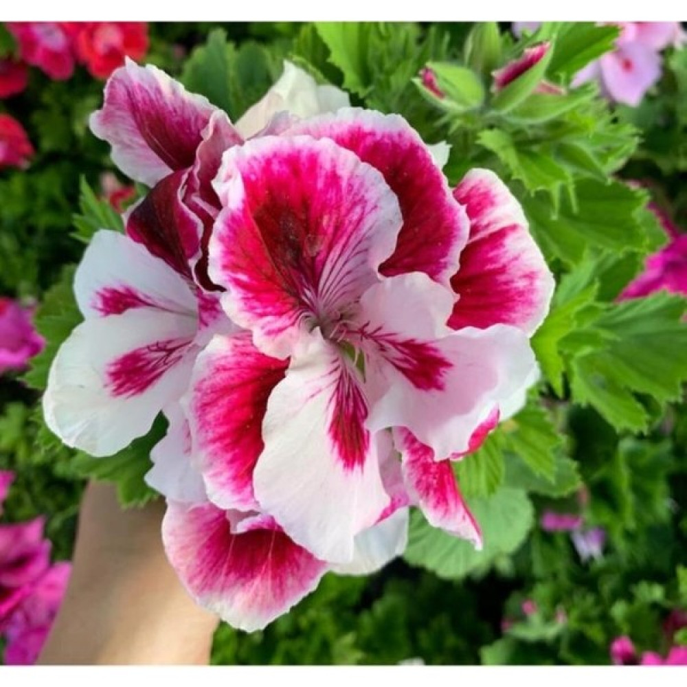 Isparta Ceylan Gözü Sardunya Fidanı Pembe Beyaz 10-20 cm Bitki Fiyatı