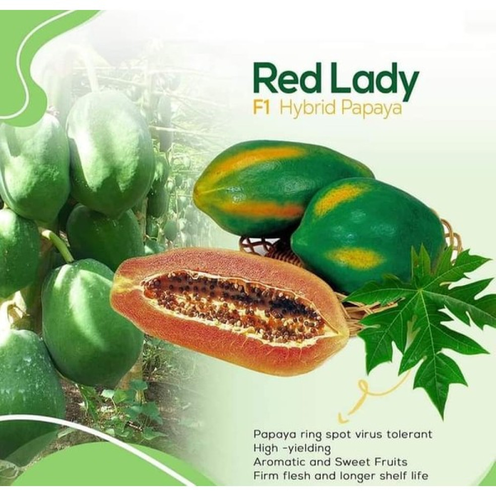 İstanbul Tropikal Naturel Tüplü Green Star Özel Üretim Papaya Fidanı (80-120 Cm) Oto Boyaları Fiyatı