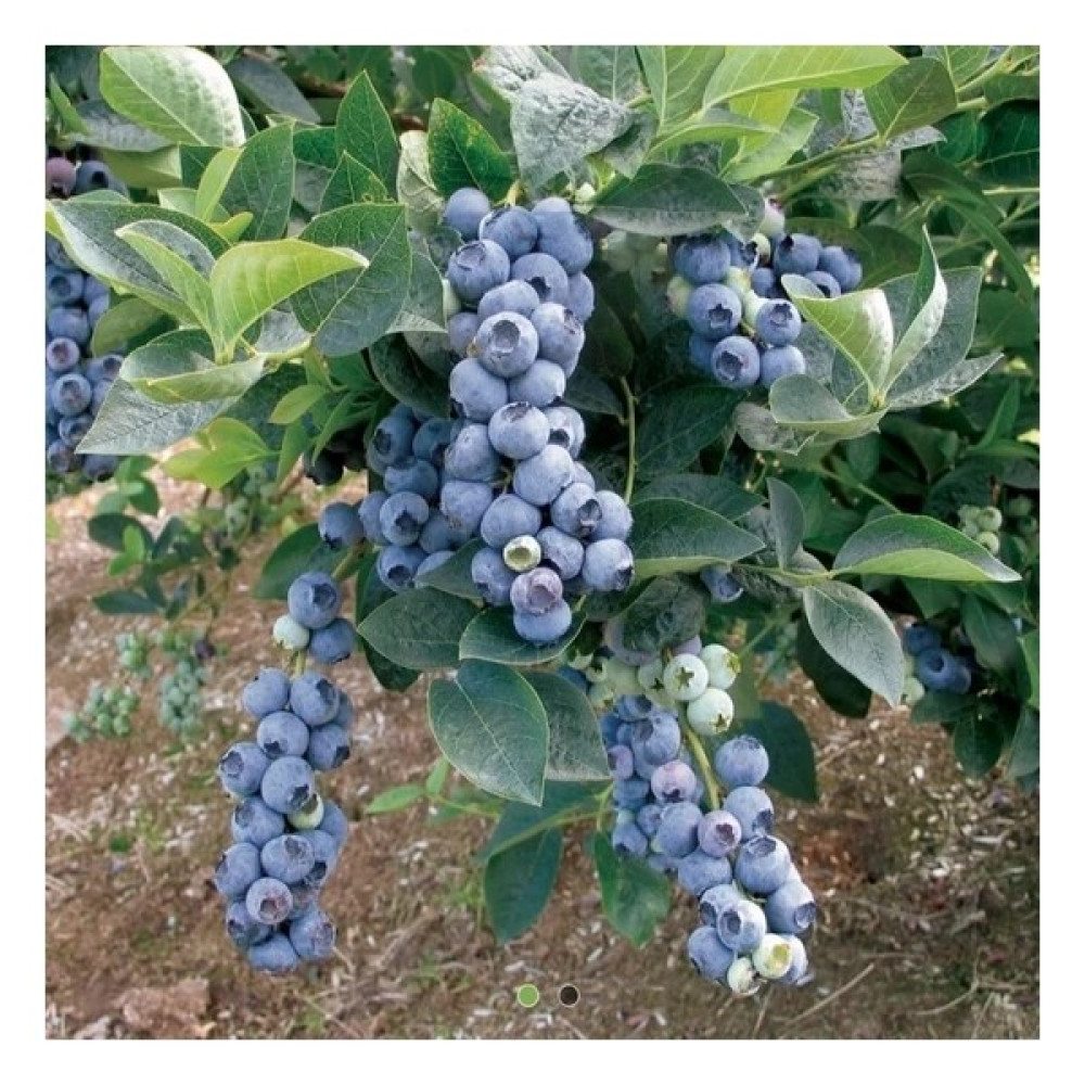 İstanbulmuz Iri Meyveli Blue Gold Yaban Yüksek Verimli Yaban Mersini Fidanı Fidan Fiyatı