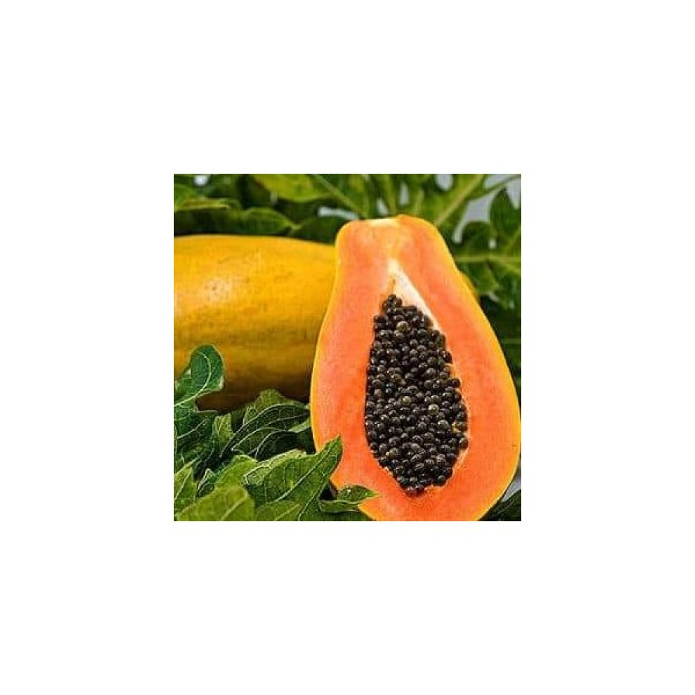 İstanbulmuz Tropikal Papaya (Ağaç Kavunu) Fidanı - Renk Oto Boyaları Fiyatı