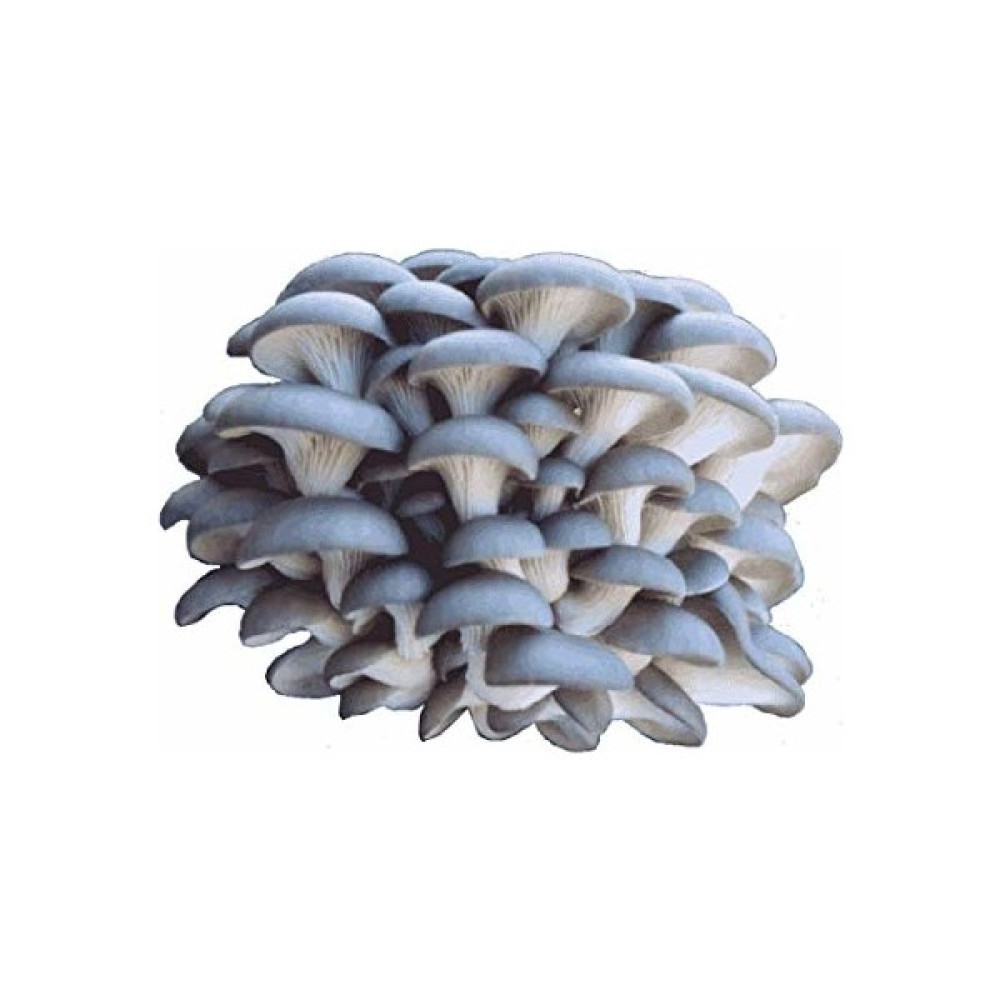 Istiridye Mantarı Tohumu 100 gr Tohum Fiyatı