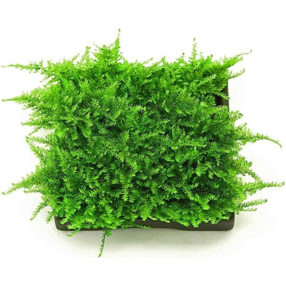 İthal Bitki Christmas Moss Yeni Sarım Canlı Bitki 5x5 cm Evcil Hayvan Ürünleri Fiyatı