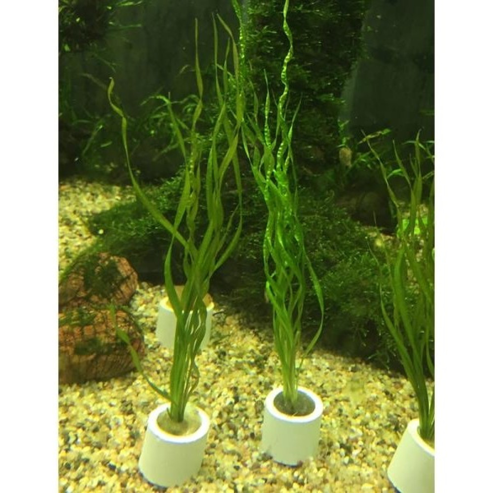 İthal Bitki Echinodorus Vesuvius Saksı Canlı Bitki Oto Boyaları Fiyatı