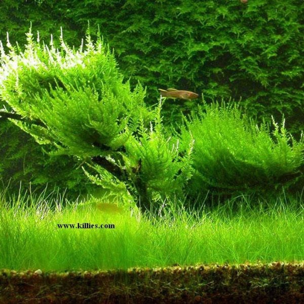 İthal Bitki Erect Moss Tele Sarılı Yeni Sarım Canlı Bitki 5 x 5 cm Evcil Hayvan Ürünleri Fiyatı