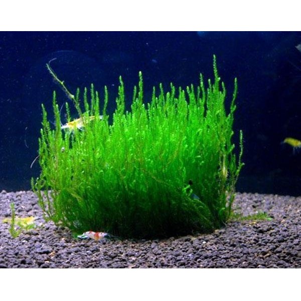 İthal Bitki Peacock Moss Tele Sarılı 5X5CM Yeni Sarım Canlı Bitki Diğer Fiyatı