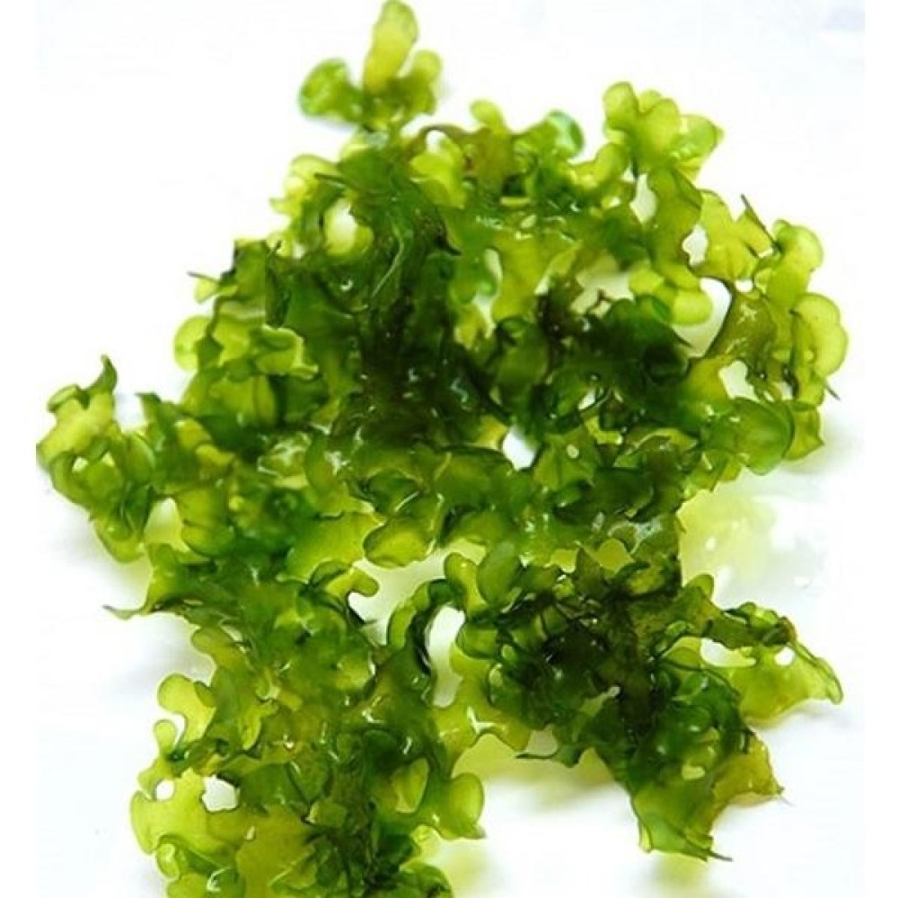 İthal Bitki Pellia Moss Eski Sarım Canlı Bitki 5x5 cm Oto Boyaları Fiyatı