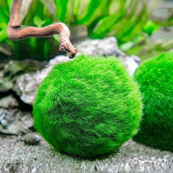 İthal Çesit Moss Ball 3-4Cm Canlı Bitki Evcil Hayvan Ürünleri Fiyatı