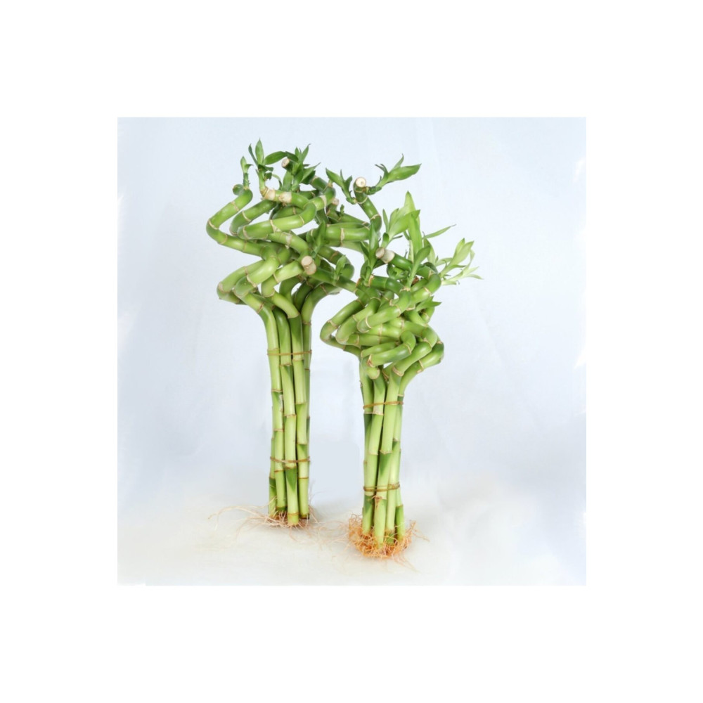 İthal Dal Bambu Lucky Bamboo Şans Bambu 50 Cm 1 Adet Salon Bitkisi Ev Bitkisi Ofis Bitkisi Dekoratif Bahçe Ürünleri Fiyatı