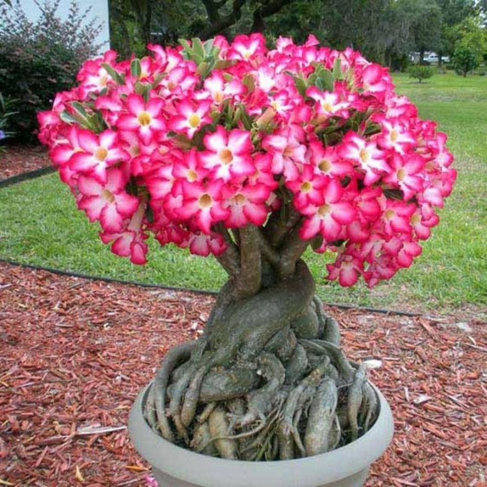 İthal Tohum 20 Adet Adenium Çöl Gülü Tohumu - Karışık Tohum Tohum Fiyatı