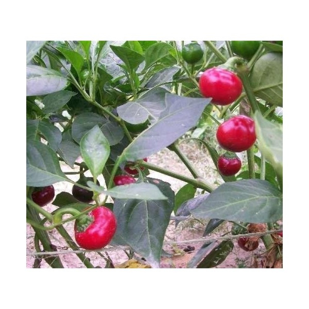 İthal Tohum Tatlı Biber Red Cherry - 50 Tohum - 1 Adet Oto Boyaları Fiyatı