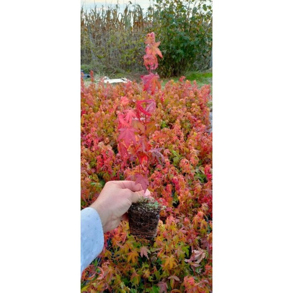 Japon Akcaağac acer palmatum 60,70 cm saksılı Fidan Fiyatı