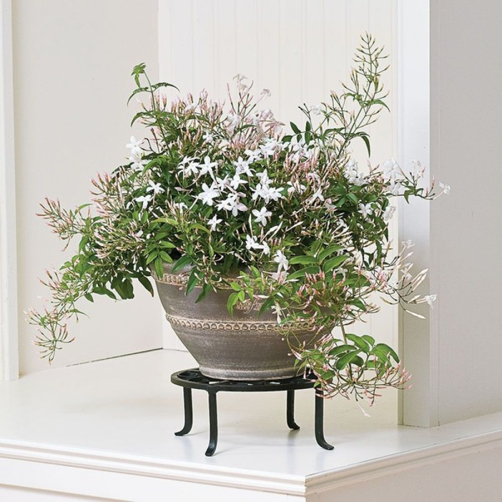 Jasminum Polyanthum – Çin Yasemini Bitki Fiyatı
