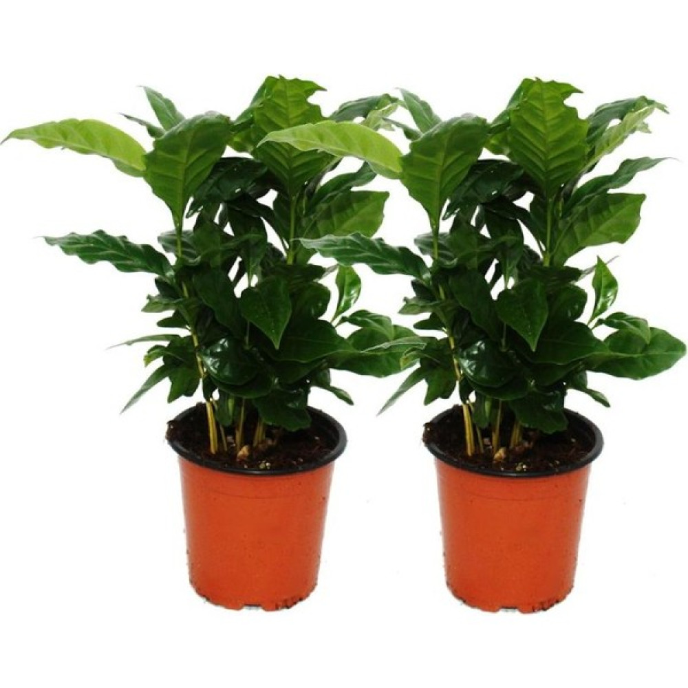 Kahve Bitkisi (Coffea Arabica) 20 cm 2 Adet Bitki Fiyatı