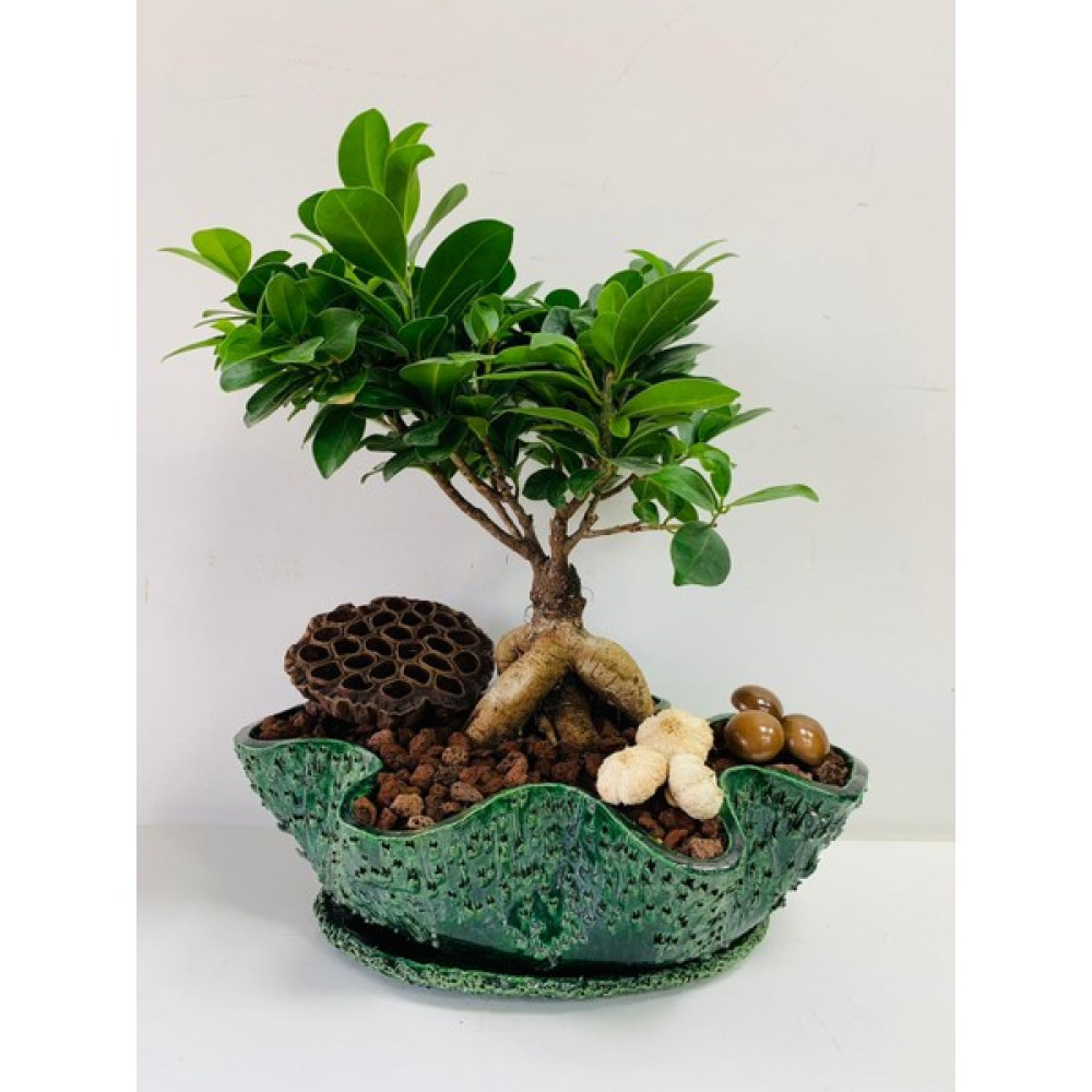 Kaktüs Dünyası Seramik Saksıda Bonsai Saksı ve Aksesuarları Fiyatı