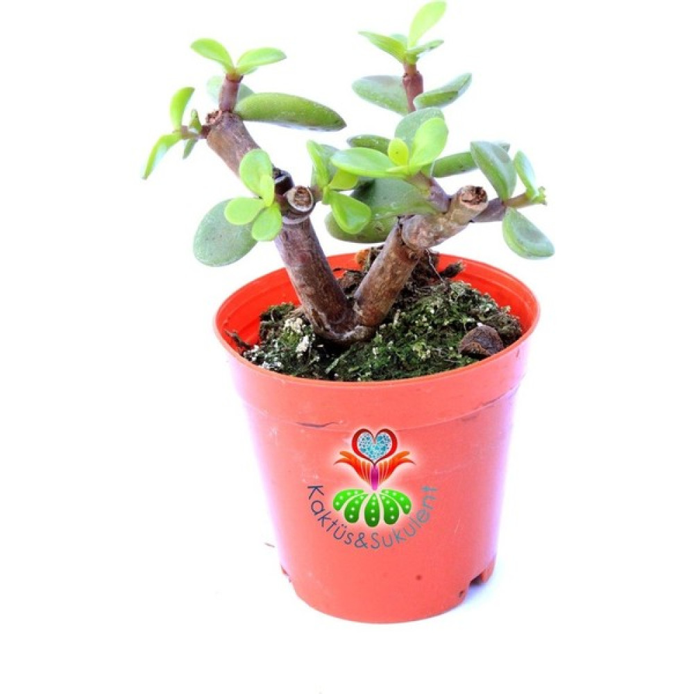 Kaktüs & Sukulent Carbon Temizleyici Bonsai, Portulacaria Afra- Minik Yeşil Yapraklı-Bonsai-Yeşim Ağacı-5,5 cm Saksı - Yok Bitki Fiyatı