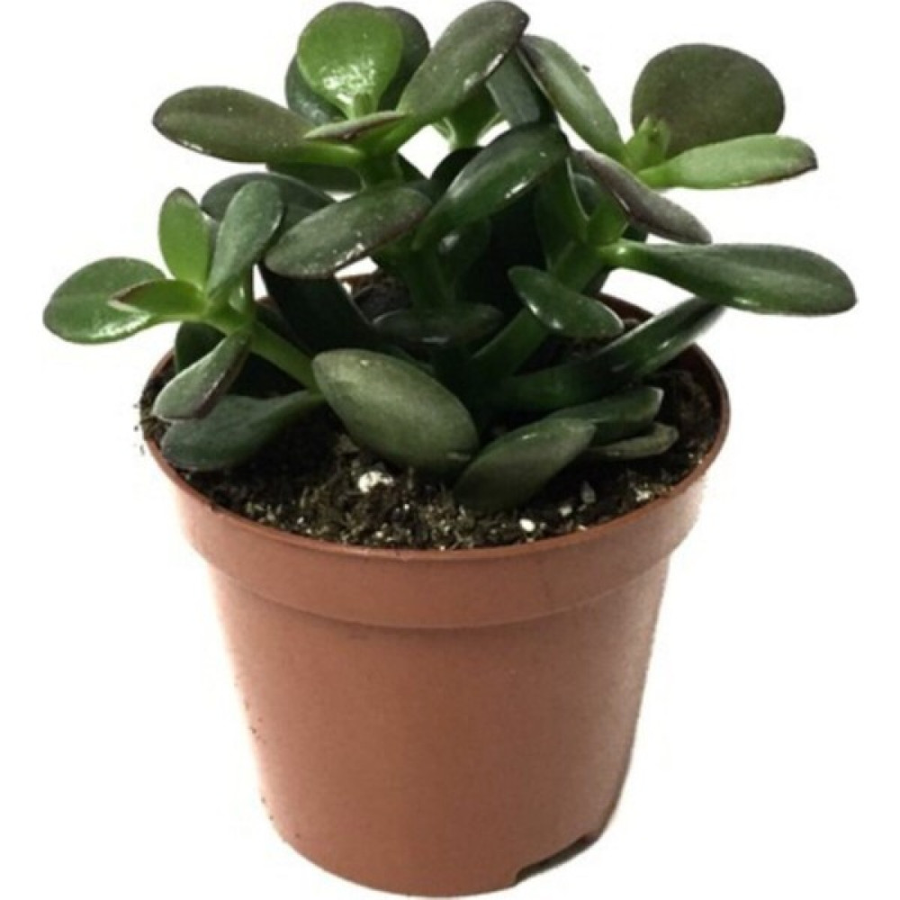 Kaktüs Sukulent Para Ağacı Şans Ağacı Crassula Ovata Bitki Fiyatı