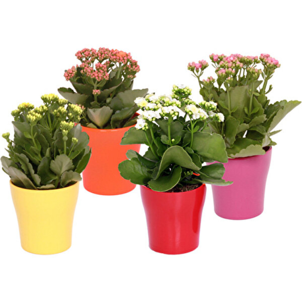 Kalanşo Çiçeği – Kalanchoe 10 Adet Karışık Renklerde Bitki Fiyatı