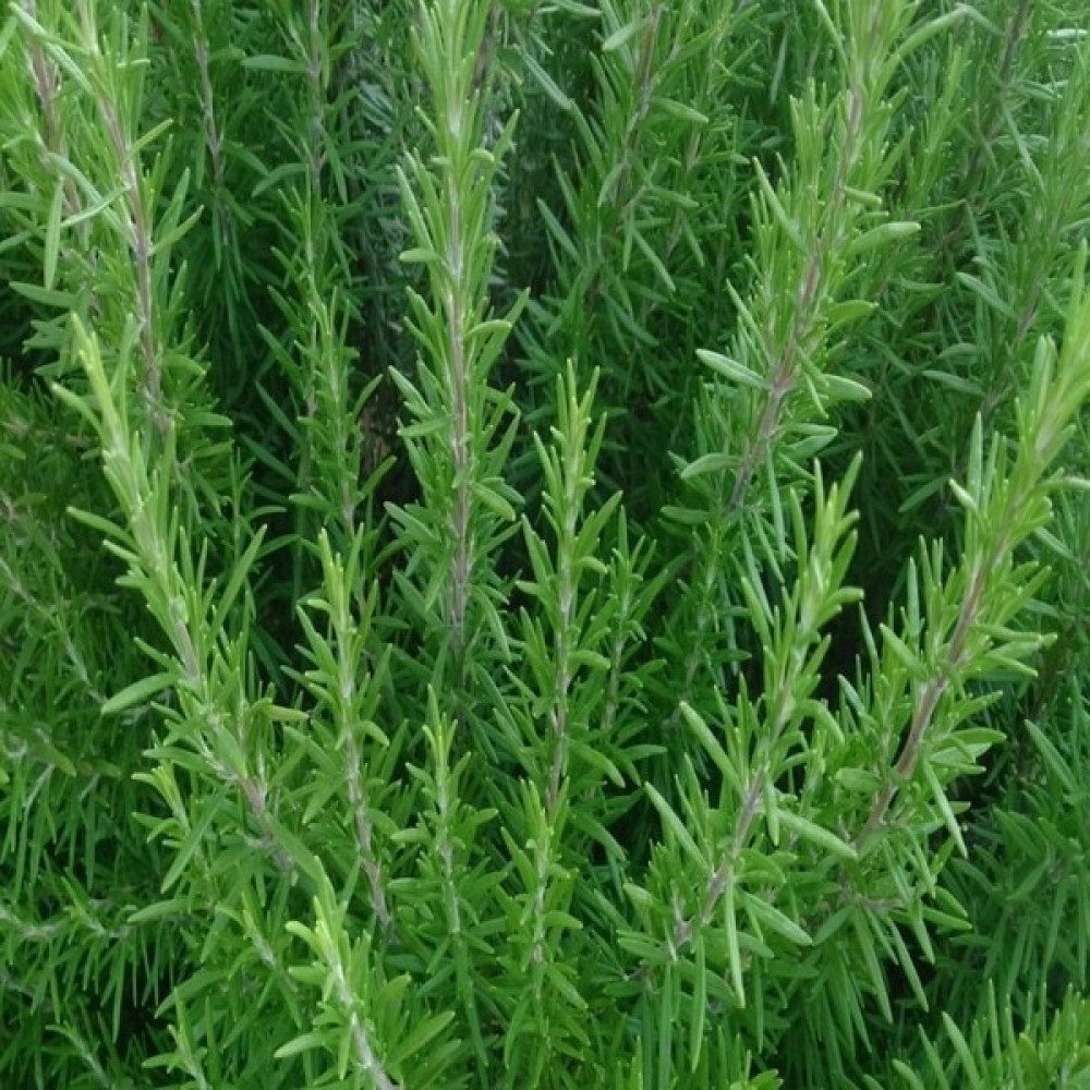Karabağ Fidancılık Biberiye Fidanı Tüplü Çay Yapılır Yemekte Kullanılır (Karabağ) Bitki Fiyatı