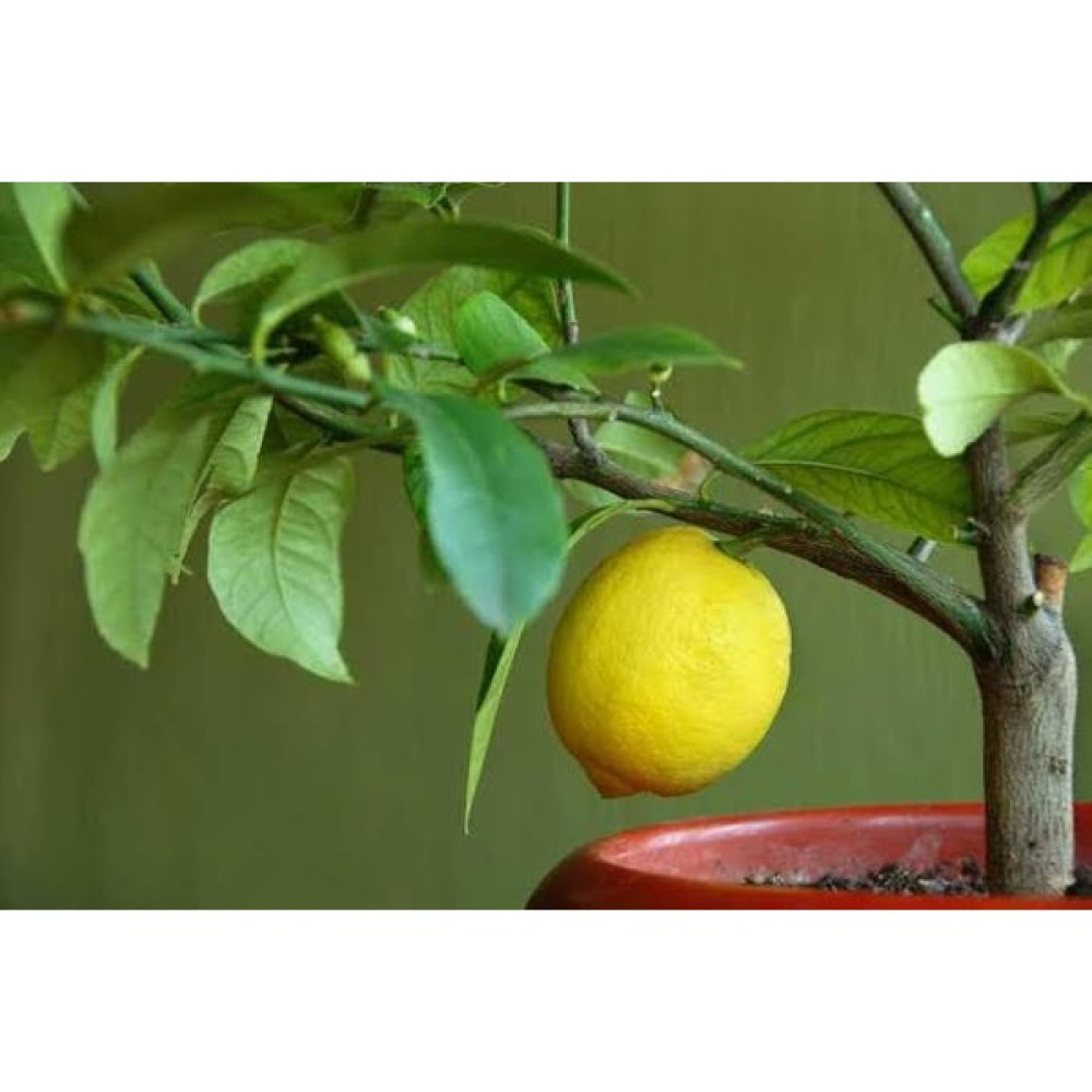 Karabağ Fidancılık Limon Ağacı Tüplü Yediveren Saksıda Yetişmeye Uygun 100-120 cm Formlu Bitki - ağaç Fidan Fiyatı