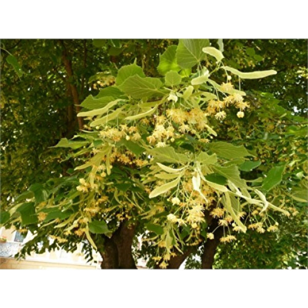 Karadeniz Fidancılık Ihlamur Fidanı / Tüplü Fidan Fiyatı