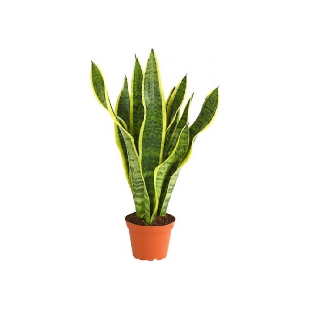 Karadeniz Fidancılık Peygamber Kılıcı ( Paşa Kılıcı ) 20 - 30 cm Bitki Fiyatı