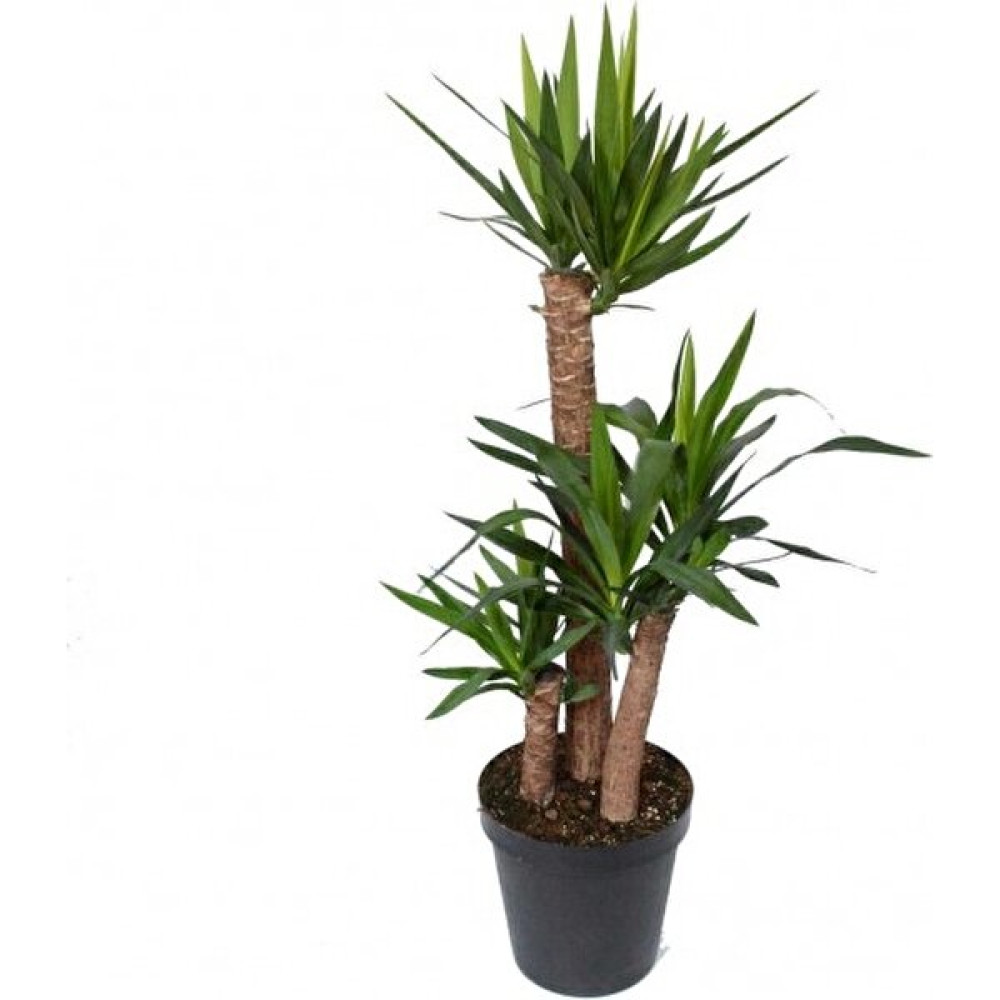 Karadeniz Fidancılık Yuka Çiçeği ( Yucca ) Üçlü 100x160 cm Bitki Fiyatı