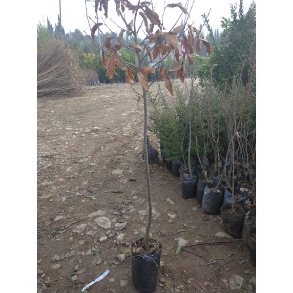 Kardeşler Fidancılık Kestane Fidanı Oto Boyaları Fiyatı