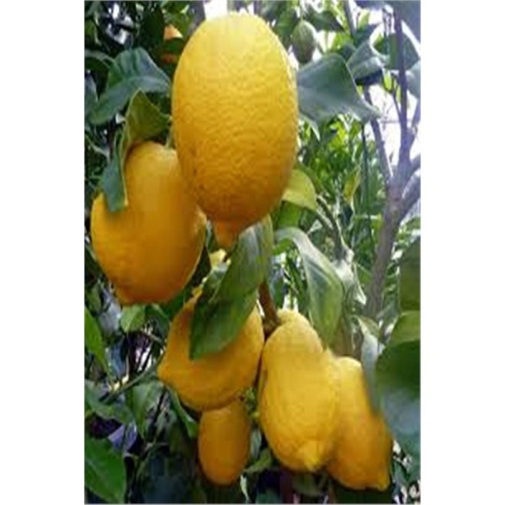 Kardeşler Fi̇dancılık Mayer Limon Fidanı Fidan Fiyatı