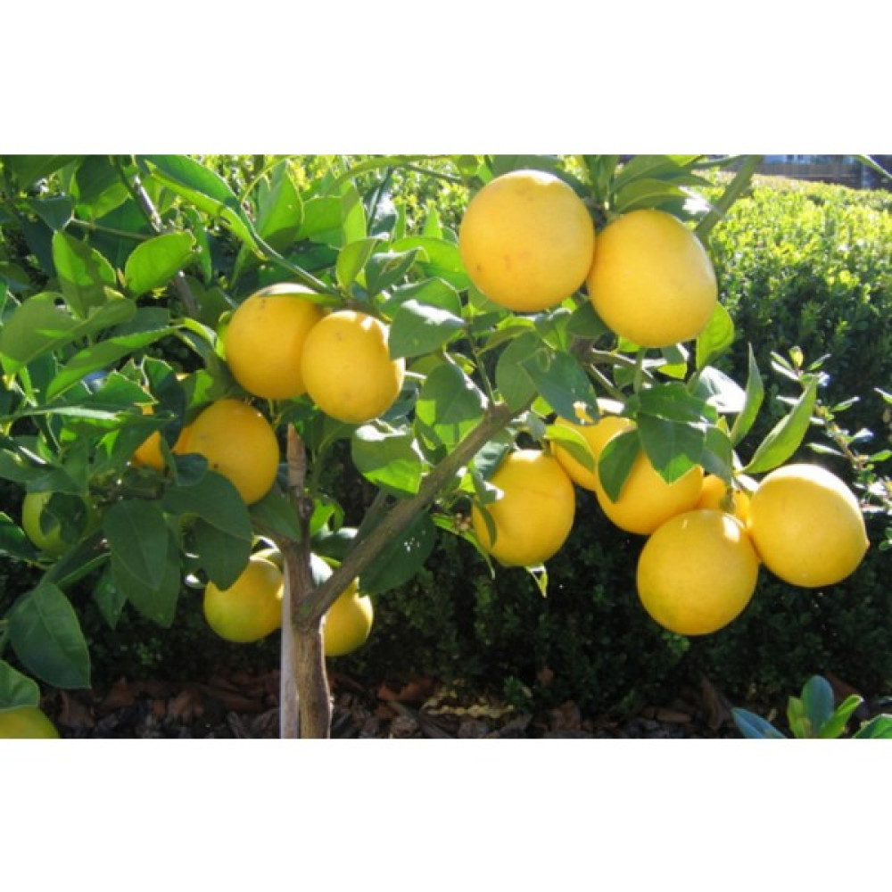 Kardeşler Fi̇dancılık Yediveren Limon Fidanı Fidan Fiyatı