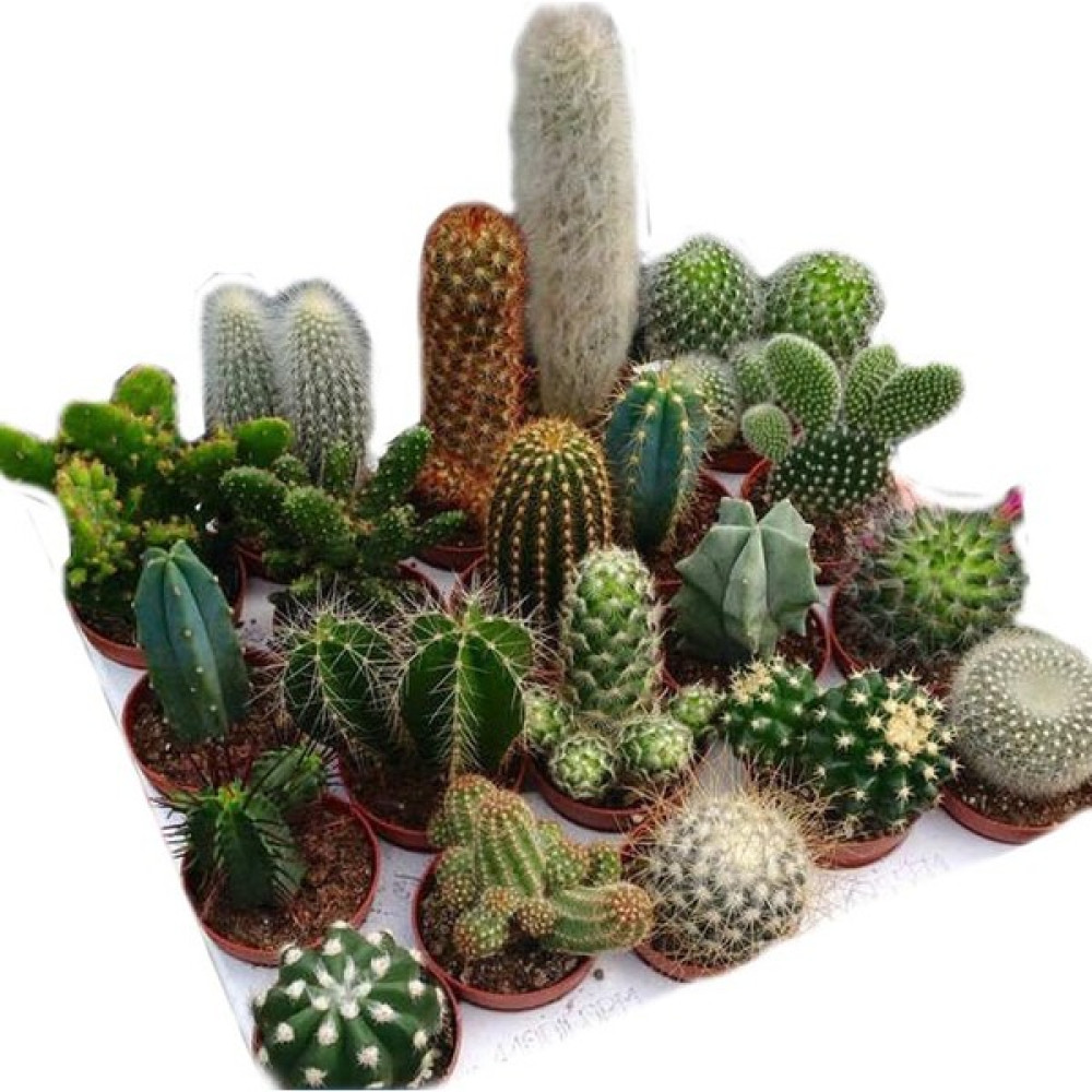 Karışık Kaktüs Seti 20 Farklı Çeşit Tohum Fiyatı