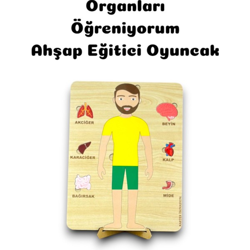 Karter İnovasyon Organlar,iç Organları Öğreniyorum,ahşap Organları Öğrenme Tahtası Oto Boyaları Fiyatı