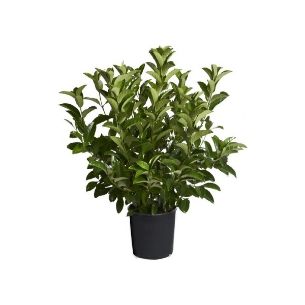 Kartopu Fidanı Viburnum 70x100 cm Oto Boyaları Fiyatı