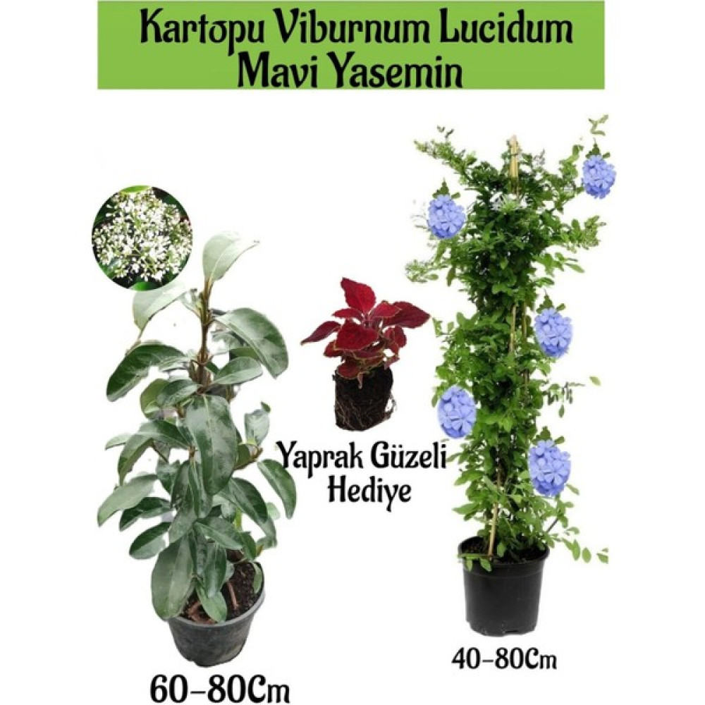Kartopu Viburnum 1 Adet+Mavi Yasemin Çiçeği1 Adet+Yaprak Güzeli Hediye Bahçe Bitkisi Oto Boyaları Fiyatı