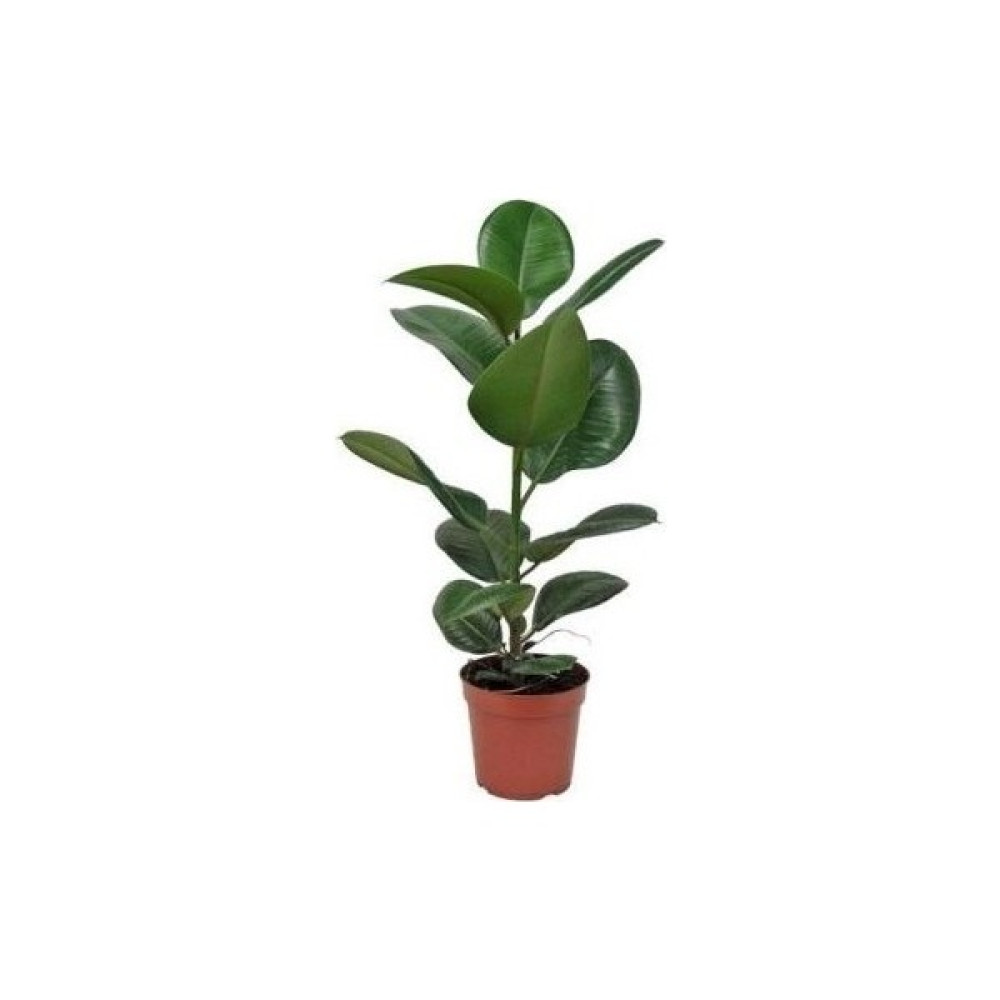Kauçuk Bitkisi Ficus Elastica 60-70cm Oto Boyaları Fiyatı