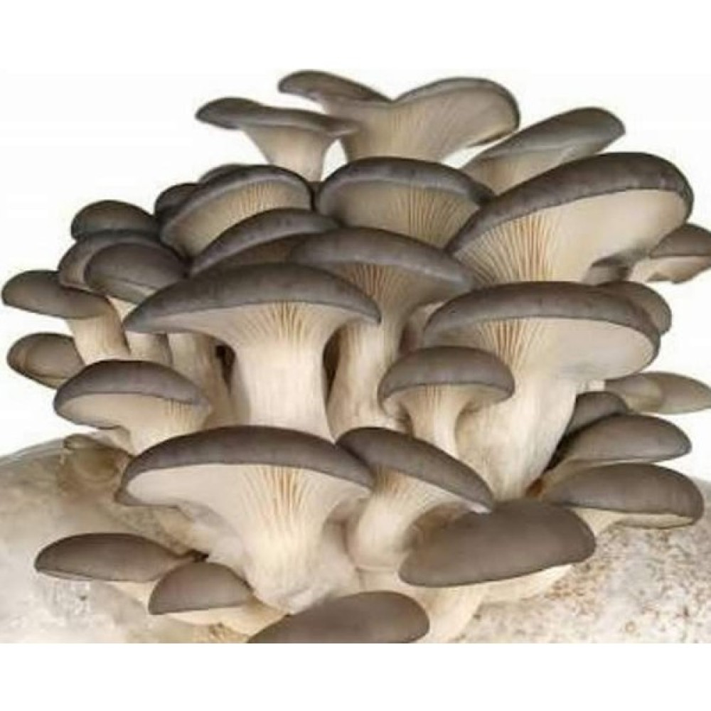 Kavak Mantarı Tohumu 500 gr Tohum Fiyatı