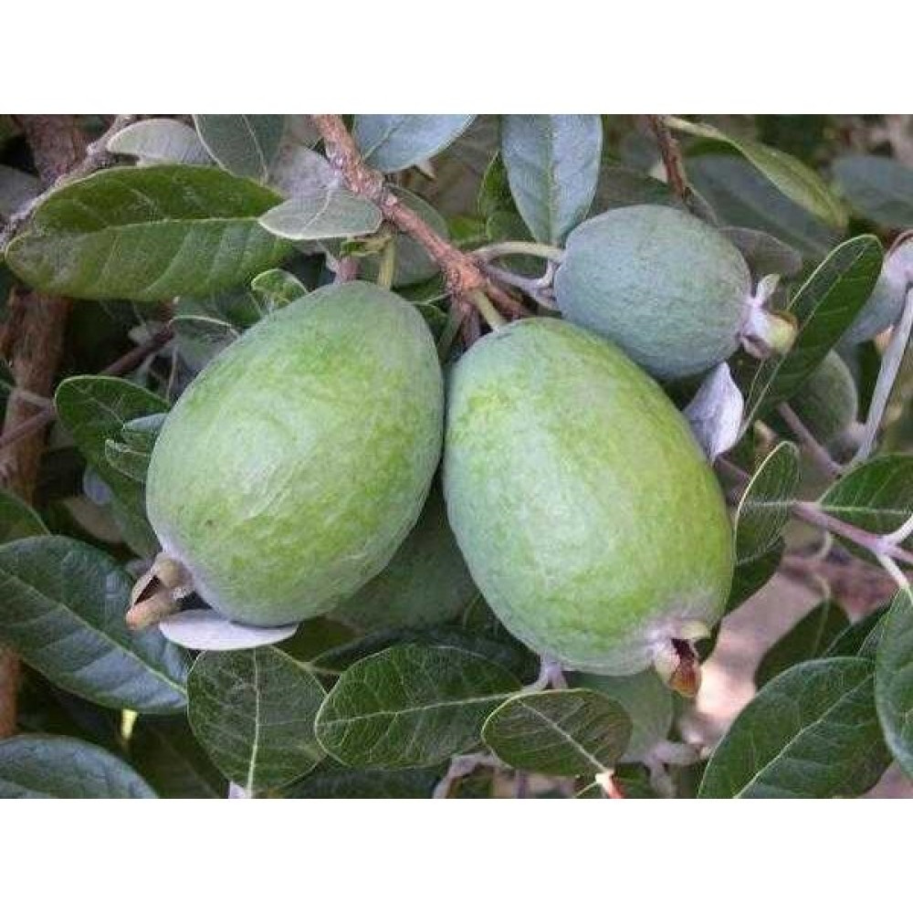 (Kaymak Ağacı) Feijoa Fidanı, Saksıda Meyve Verecek Olgunlukta Oto Boyaları Fiyatı
