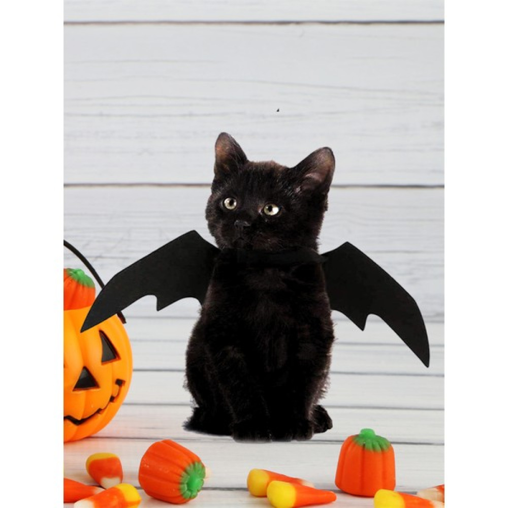 Kedi Kostümü, Kedi Elbisesi, Kedi Kıyafeti ,Kedi kanatlı Yarasa Modeli Kumaş,halloween ,M Evcil Hayvan Ürünleri Fiyatı