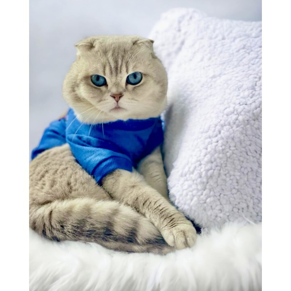 Kemique Mavi Superman Kedi Tişörtü Kedi Kıyafeti Kedi Elbisesi - S Evcil Hayvan Ürünleri Fiyatı