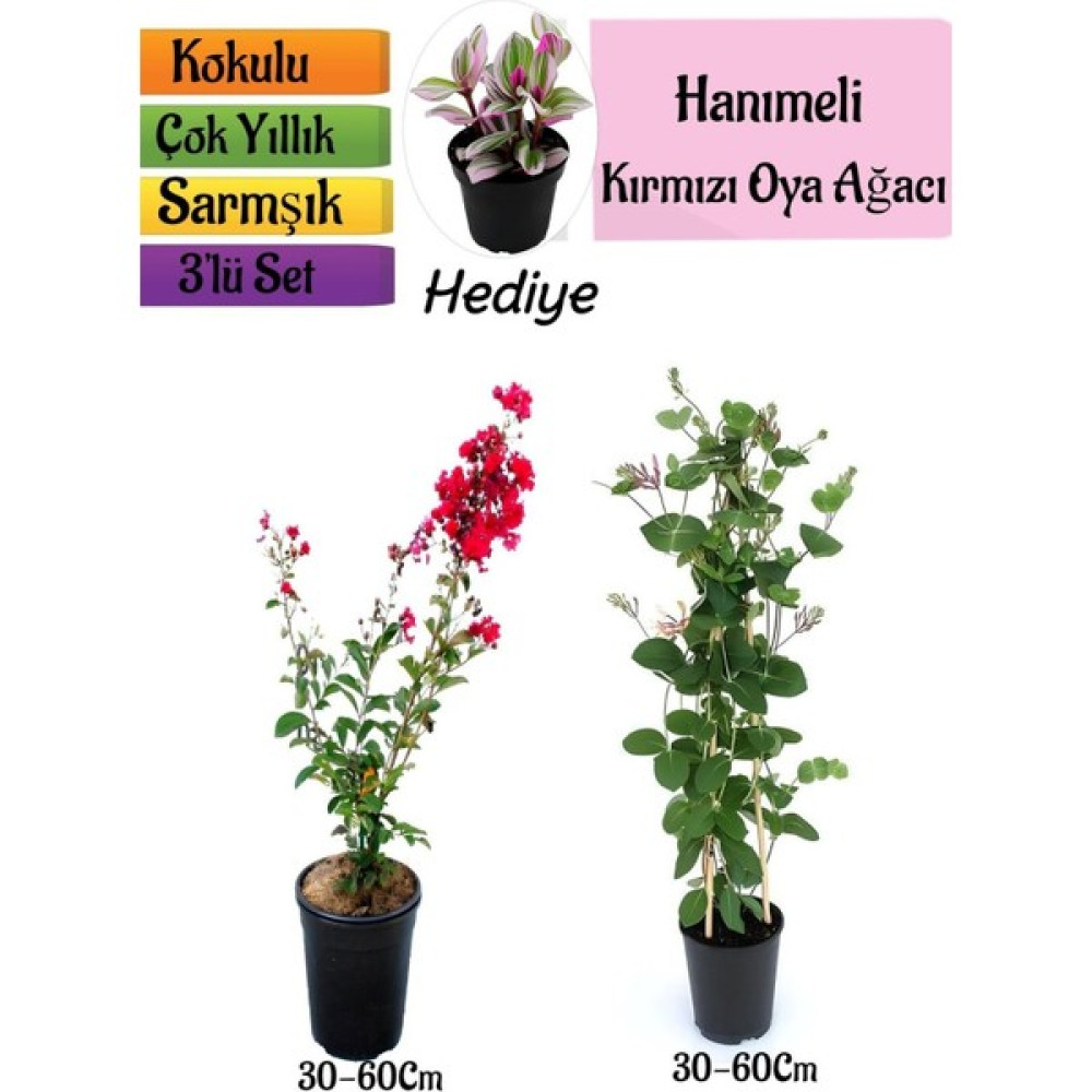Kırmızı Oya Ağacı+Kokulu Hanımeli Çiçeği+Telgraf Çiçeği Hediyeli 3'lü Peyzaj Seti Oto Boyaları Fiyatı