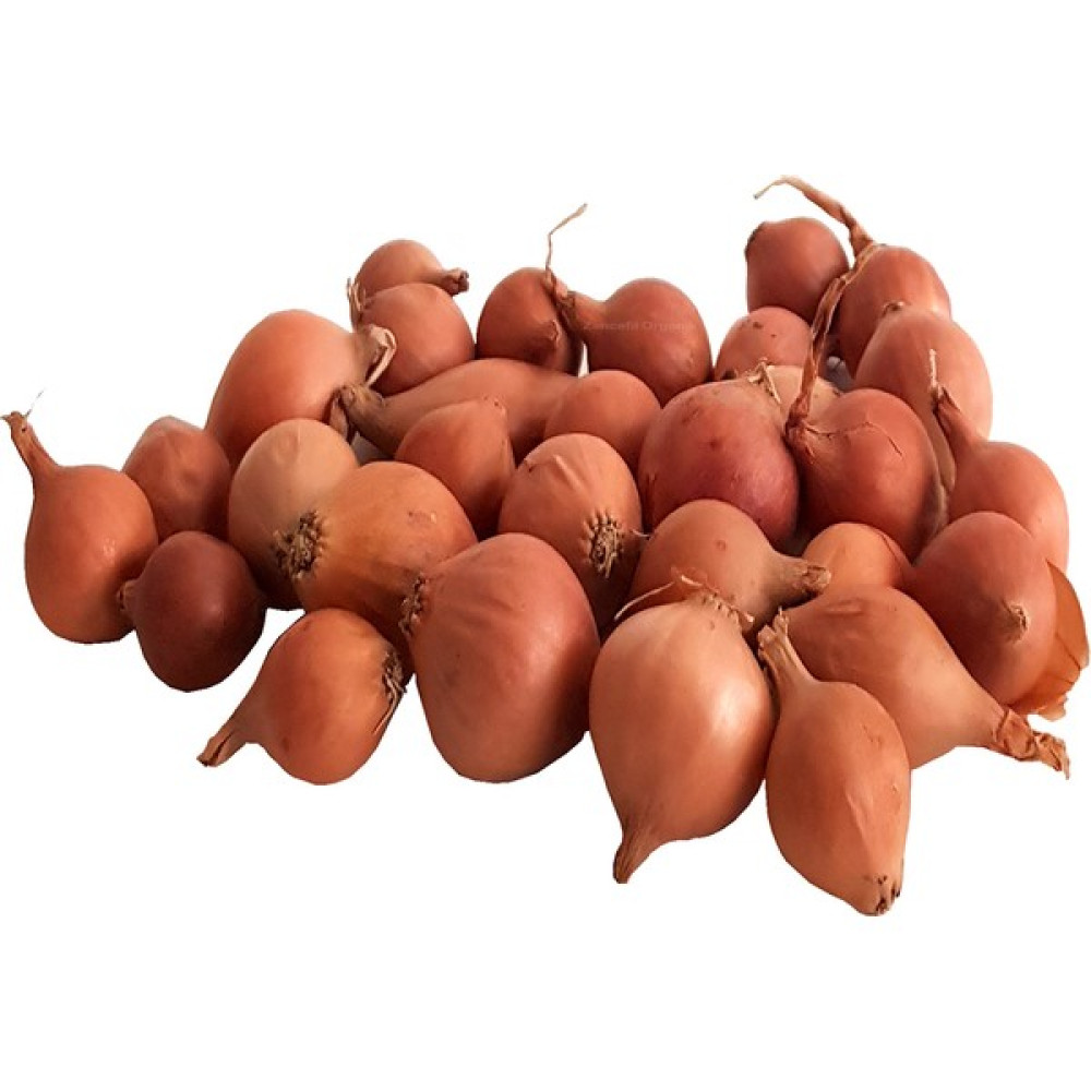 Kıska Soğan 500 gr. Arpacık Soğan Iska Soğan Tohumu - 500 gr Tohum Fiyatı