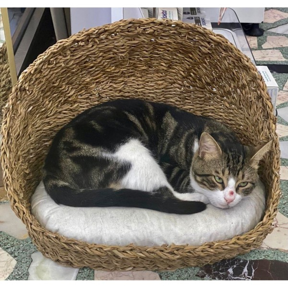 Kmai Hasır Kedi Köpek Evi 45X35CM Tr Evcil Hayvan Ürünleri Fiyatı