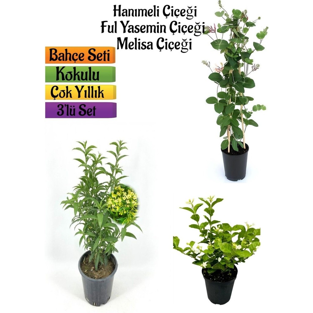 Kokulu Bahçe Seti Hanımeli Fidanı+Melisa Çiçeği +Ful Yasemin FidanI(40-80 cm) SSD / Solid State Drive Fiyatı