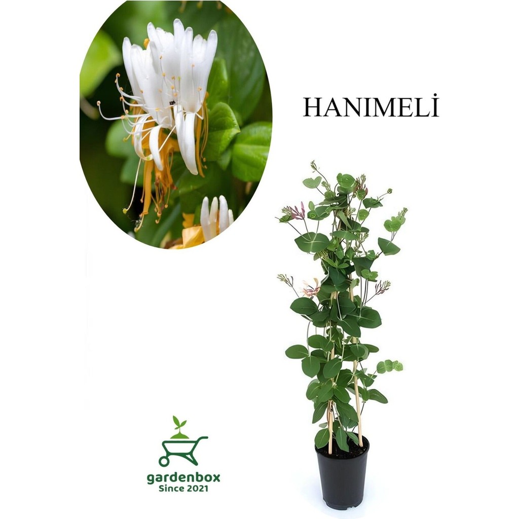 Kokulu Hanımeli Çiçeği 1 Adet Saksılı/Tüplü 40-70 cm Sarmaşık Bitki Saksı ve Aksesuarları Fiyatı