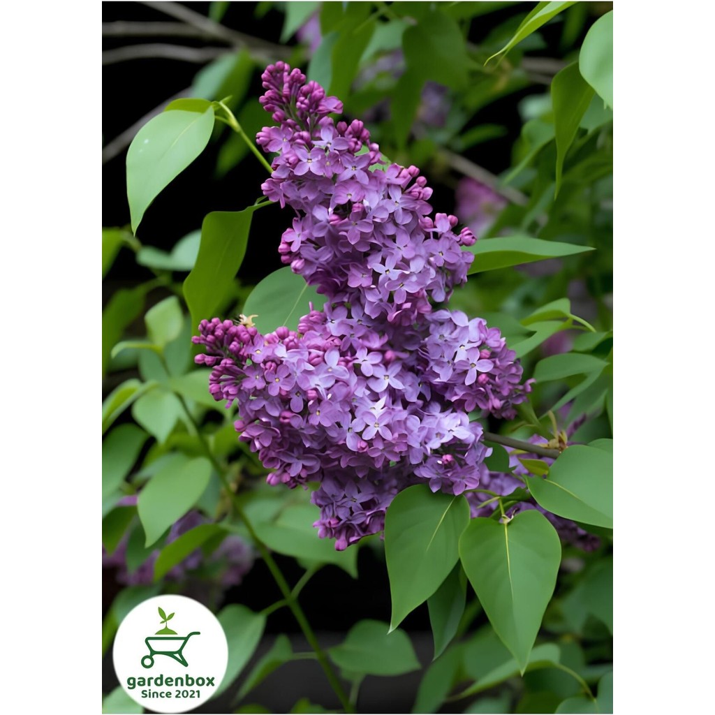 Kokulu Leylak Çiçeği Fidanı 1 Adet Saksılı 30-60 cm (Syringa) Saksı ve Aksesuarları Fiyatı