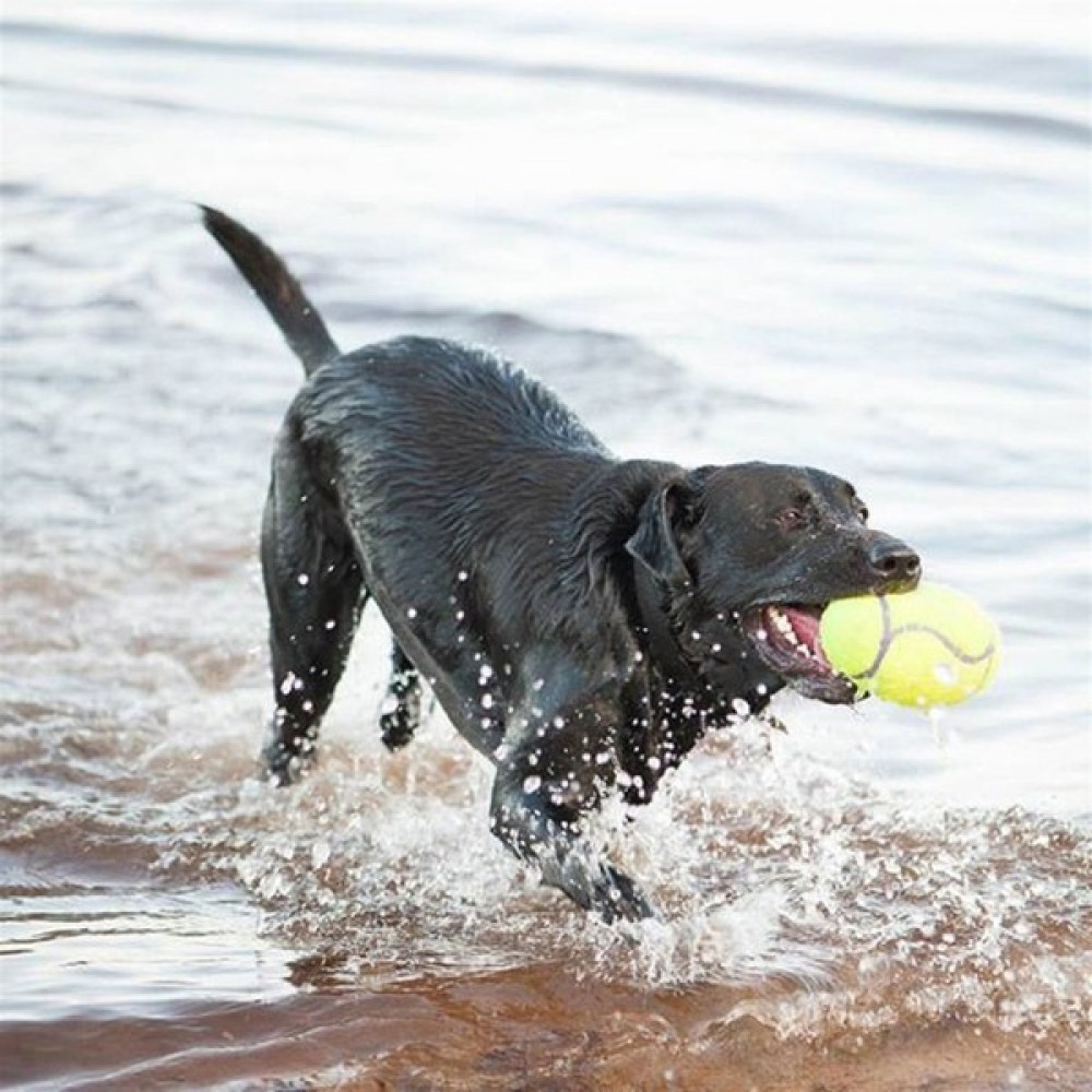 Kong Köpek Air Sq Sesli Futbol Topu Large 17,5cm Evcil Hayvan Ürünleri Fiyatı
