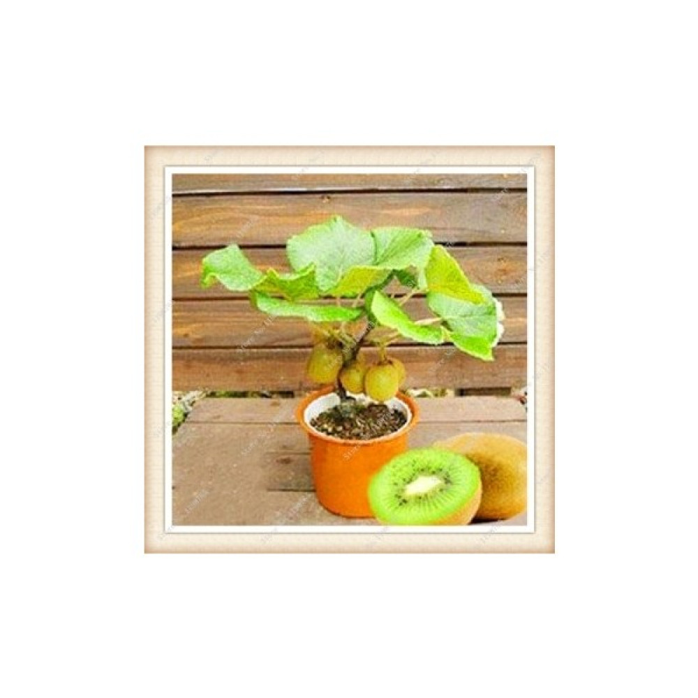 Köy Tohumları 30 Adet Tohum Bodur Kivi Bonsai Ağacı Tohumu Saksı Toprak Tohum Fiyatı