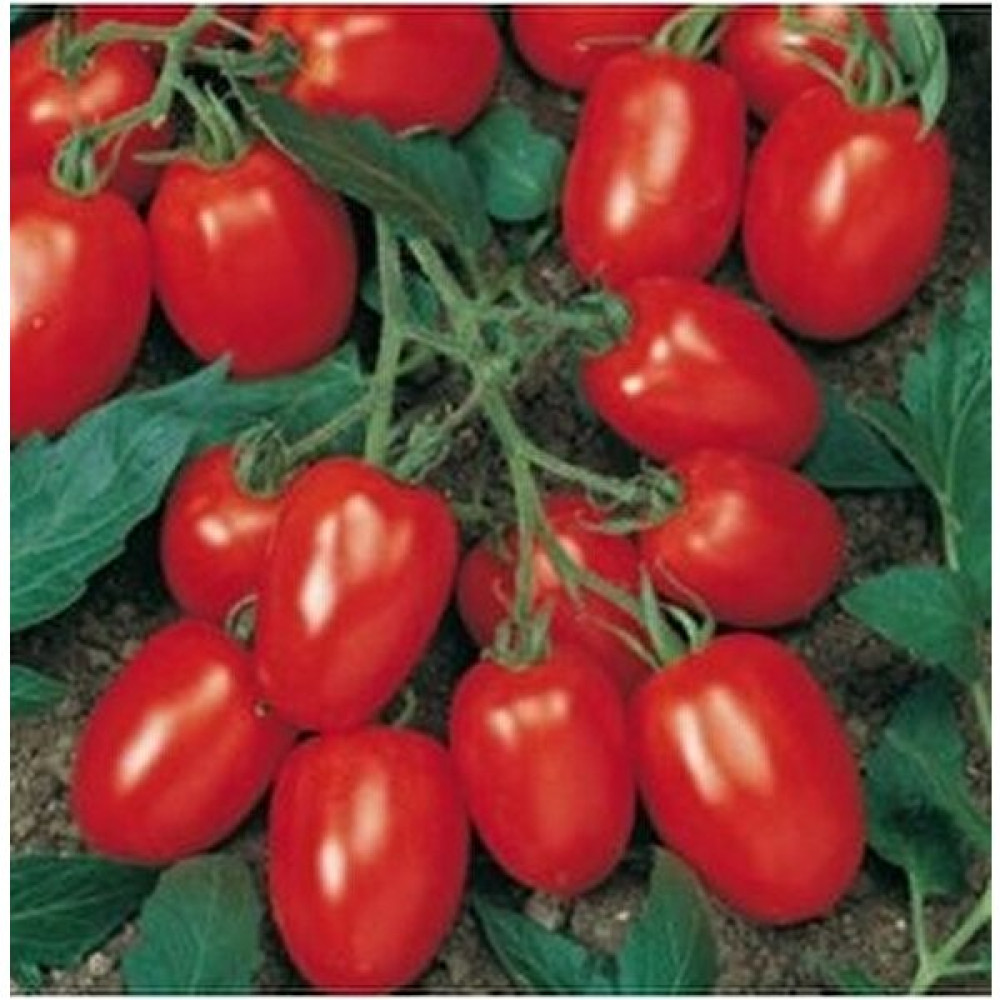 Köy Tohumları 50 Adet Tohum Cherry Çeri Domates Tohumu Saksılık Saksı Toprak Tohum Fiyatı
